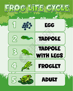 玄武蛙显示 Fro 生命周期的图表生活剪贴生物学习蝌蚪艺术教育两栖成人运输设计图片