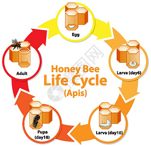 蜂巢图显示 Honey Be 生命周期的图表学习插图教育绘画动物群生长动物幼虫漏洞胚胎插画