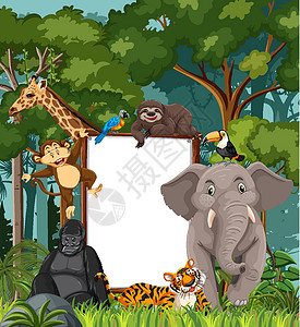 热带雨林动物热带雨林场景中的空白横幅与野生动物风景雨林动物学动物群旅行框架动物哺乳动物木头生物设计图片