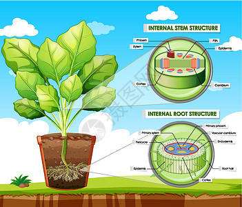 显示茎和根结构的图表生活病理旅行生物解剖学环境艺术插图木质部表皮背景图片