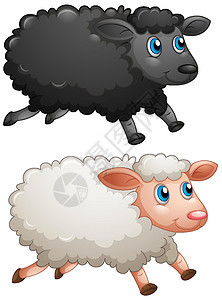 黑山羊白色背景上的黑羊和白羊插画