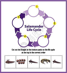蝾螈生命周期图胚胎生长卡通片教育动物群绘画生物学野生动物生物自行车背景图片