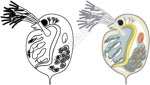 彩色水溞和白色背景上的涂鸦绘画鞭毛环境框架卡通片科学艺术植物细胞生物学设计图片