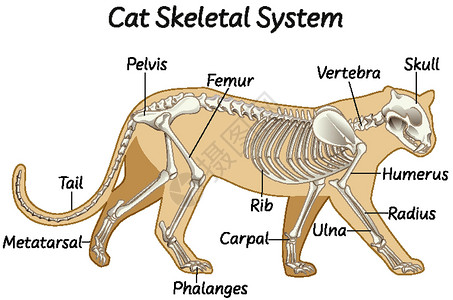 动物骨骼科普猫骨骼系统插画