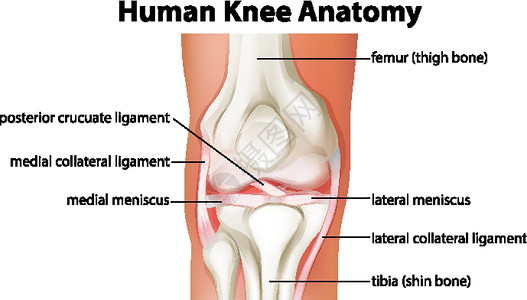 人体解析图人体膝关节解剖图医疗科学绘画药品生理夹子解剖学卡通片学习病理设计图片