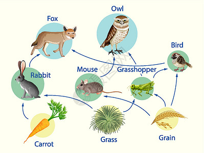 鸟撖图食物链图的生物学教育海报生活食草食物飞行食肉学习动物群绘画消费者粮食设计图片
