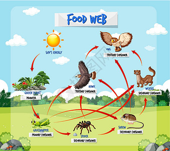 食用野生植物森林背景下的食物链图概念翅膀插图教育科学野生动物生物生物学学习蜘蛛卡通片插画