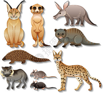 白色背景上孤立的非洲野生动物集动物园动物卡通片环境仆人夹子森林穿山甲收藏植物背景图片