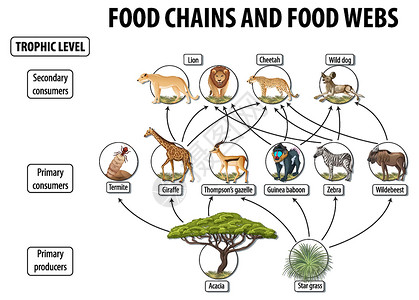 树素材透明图食物网和食物链图的生物学教育海报动物群食草动物剪贴消费者科学学习插图绘画卡通片插画