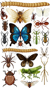 昆虫的集合动物群插图高清图片