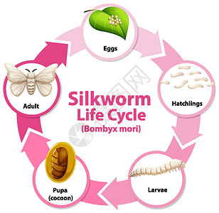 动物素材资料显示蚕生命周期的图表插画