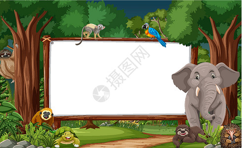 热带雨林场景中的空白横幅与野生动物生态风景哺乳动物动物学旅行环境插图雨林边界木板背景图片