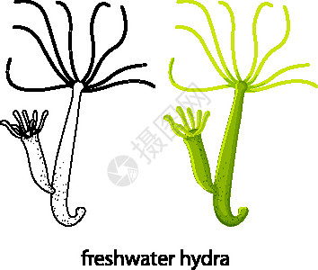 淡水水螅的颜色和白色背景上的涂鸦设计图片