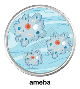 细胞质白色背景上阿米巴的解剖结构插画