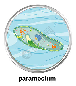 浮游生物草履虫在白色背景上的解剖结构设计图片