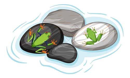 树蛙石叶分离物上异国情调青蛙的俯视图设计图片