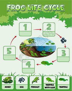 玄武蛙显示 Fro 生命周期的图表学习运输环境艺术动物群两栖剪贴插图卡通片夹子设计图片