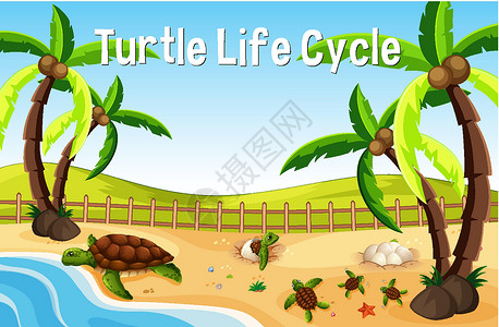 海滩场景中的许多海龟与转型绘画图表夹子动物生长海洋风景生物插图背景图片