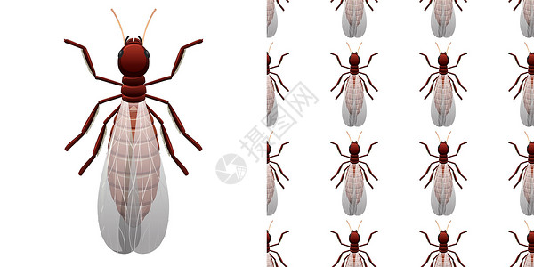 灭白蚁在白色背景和无缝钢管上分离的白蚁昆虫科学甲虫农药包装病理翅膀解剖学墙纸插图生物学插画