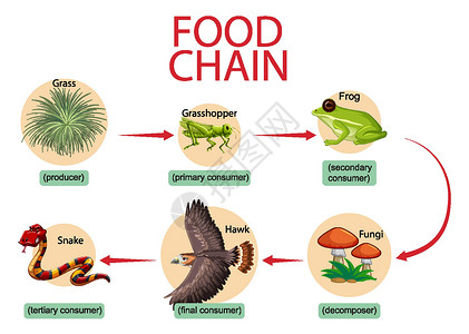 改编食物链图概念图表插图动物学动物园环境科学荒野动物群动物青蛙插画