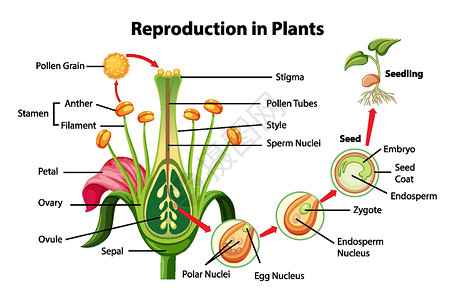 植物繁殖示意图高清图片