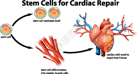 干细胞背景用于心脏修复的干细胞插画