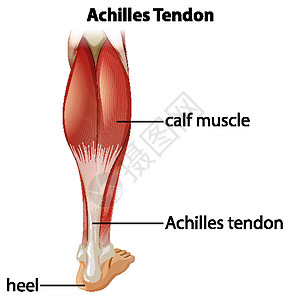 阿喀琉斯跟腱的医学信息图设计图片