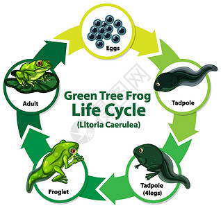 显示 Fro 生命周期的图表两栖运输生活自行车卡通片转型动物生物胚胎剪贴画设计图片
