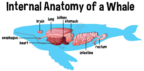 带标签的鲸鱼内部解剖哺乳动物生物学卡通片生物脚蹼细胞艺术动物学字体动物背景图片