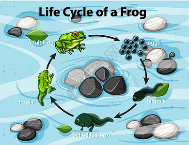 水蛙显示青蛙生命周期的图表设计图片