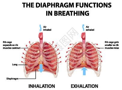隔膜在呼吸中起作用学习信息药品生物学图表生理绘画科学插图气管插画