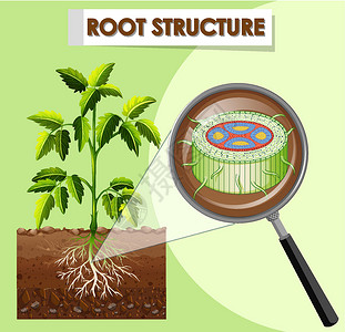 植物根显示计划根结构的图表放大镜环境细胞教育生活生物学意义艺术实验插图设计图片