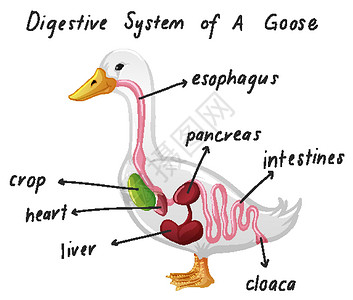 鹅肥肝goos 的消化系统插画