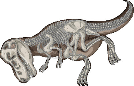 骨架起舞白色背景上的完整恐龙骨架科学颅骨捕食者食肉历史动物群插图岩石教育地质学插画
