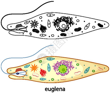 裸藻的颜色和白色背景上的涂鸦插图学习素描环境绘画框架卡通片科学细菌教育设计图片