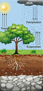 蒸发显示树和蒸腾作用的图表设计图片
