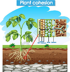 过程根显示植物内聚力的图表细胞艺术教育吸引力信息化学意义插图科学夹子设计图片