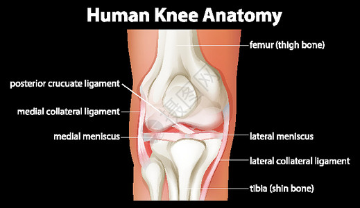 人体膝关节解剖图膝盖科学微生物学药品生理病理股骨学习夹子插图背景图片