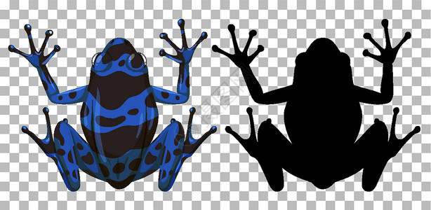 蓝色箭毒蛙及其在透明背景上的轮廓插画