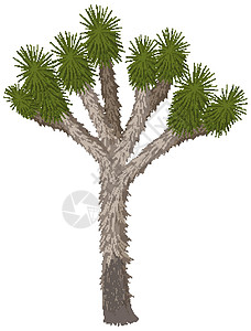孤立在白色背景上的约书亚树插图卡通片绿色环境多刺绘画植物荒野棕榈夹子插画