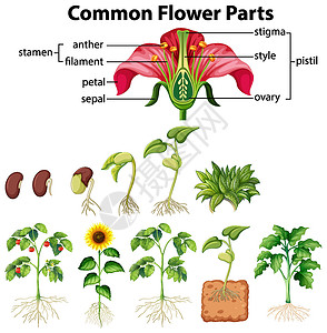 种子结构显示白色背景上常见花朵部分的图表插画