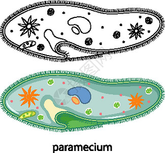 纤毛虫草履虫的颜色和白色背景上的涂鸦设计图片