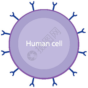 细胞图信息丰富的人类细胞和冠状病毒图致命生理病理解剖学女孩死亡微生物学症状疫苗男性插画