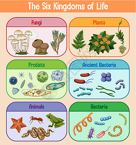 古细菌六大生命国度科学海报绘画插图植物生物学学习教育意义动物生物信息插画