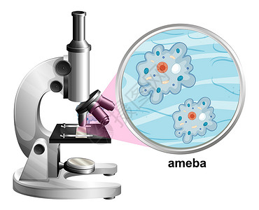 细胞质白背景阿米巴解剖结构显微镜插画