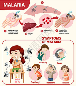 疟原虫疟疾症状信息图表昆虫安全保健插图呕吐横幅卡通片寄生虫病人漏洞插画