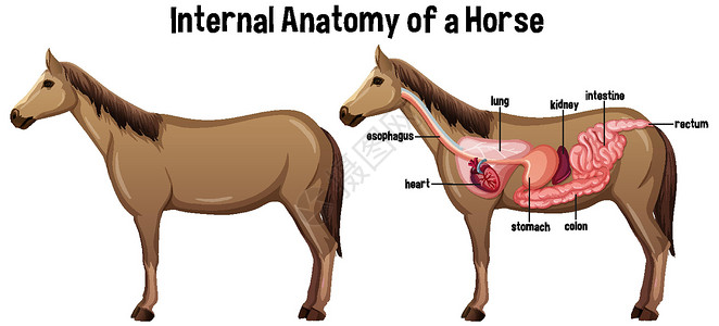马胃蝇蛆马的内部解剖与标签冒号绘画病理艺术夹子器官动物学微生物学字体教育设计图片