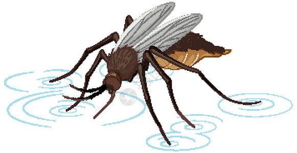 白色涟漪在白色背景上孤立的蚊子动物群卡通片小路生物野生动物夹子漏洞艺术身体途径插画