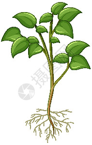 植物根部显示根部在白色背景上被隔离的植物生物教育学习生物学生活图表意义夹子剪贴绿色设计图片