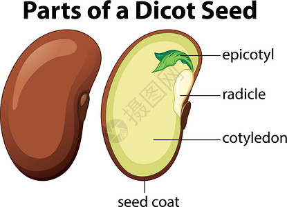 显示白色背景上双子叶植物种子部分的图表生物学子叶学习生物插图卡通片环境艺术生活教育设计图片